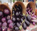 Seasons - Eggplant