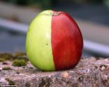 The Two In One Apple – Literally!