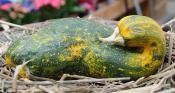 The Sitting Duck Marrow!