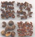 Bunge Prickley Ash Oil