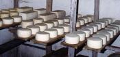 Is Breast Milk Cheese Ok With You?