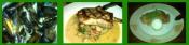 Monica DiNatale Reviews Casimir Restaurant