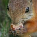 Nuts and Berries Fight Metabolic Syndrome
