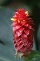 Beautiful Ginger