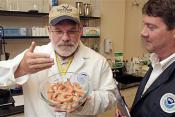 Debate Over Gulf Seafood – Is It Safe Eating Gulf Seafood