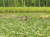 Water Chestnuts (Singhada)