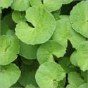 What Are The Mental Benefits Of Brahmi