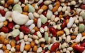 Legumes The Source Of Inexpensive Dishes