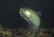 5 Reasons To Eat Trout For Breakfast