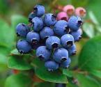 Top 10 Blueberry Quotes