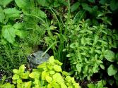 Spring Pesto