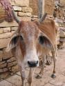 Gau Jal