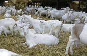 Enhanced Goat Milk to Fight Diarrhea