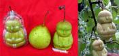 Spiritual Fruit - The Buddha Pear!!