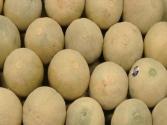 Fairway's Peter Romano Champion Melon Picker