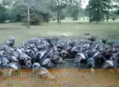 American Bronze  Heritage Turkey Review Video