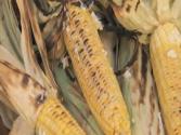 Campfire Corn With Herb Butter