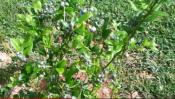 Snows Mini Fruit Orchard 