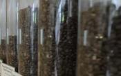 Greatest Roasting Plant Coffee Review