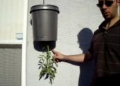 Hanging Bucket Planter For Tomatoes Review