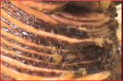 Pineapple Peach Glazed Ham For The Holidays
