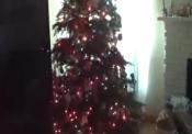 Tour Of Christmas House