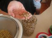 Homemade Sprouts - Part 2