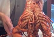 How To Boil A Live Maine Lobster