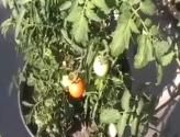Hand Pollinating Tomatoes In The Tomato Garden