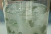 Fresh Mint Mojitos