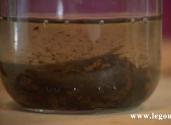 Vanilla Extract