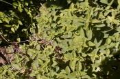 Sun Dried Italian Herbs