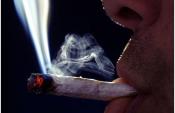 California Gets Ready for Pot cultivation and Putting Afghan Warlords and Mexican Drug Mafias o