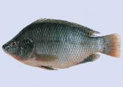 How To Bake Tilapia With Lime Juice
