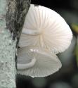 History Of Mushrooms As Food