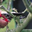 How To Prune Fruit Trees?