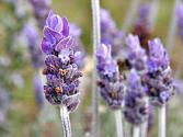  Herbal Remedies For Tenia Versicolor.