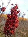 Herbal Remedies For Anemia 