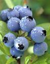 Why Are Blueberries Good For You?