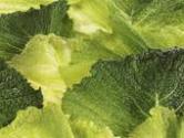 How to Can Cabbage