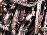 Carob Facts  To Eat Or Not To Eat