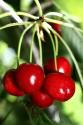 How To Fight Cherry Addiction