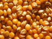 How To Use Corn For Skin Care