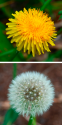How To Use Dandelion For Skin Care