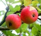 5 Foods With Contraceptive Properties 