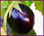 Persian Foods With Eggplant
