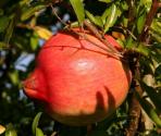 How To Use Pomegranate For Skin Care