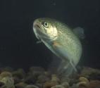 Trout Menu