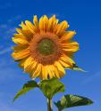 How To Use Sunflower For Skin Care