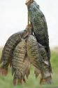 Tips To Identify Rotten Fish